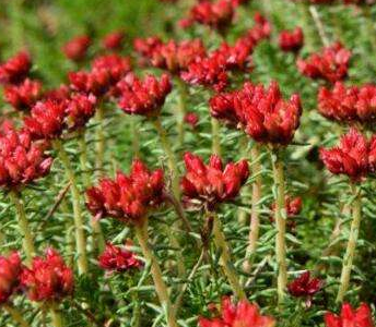 四裂红景天根和花可用于清热退烧利肺