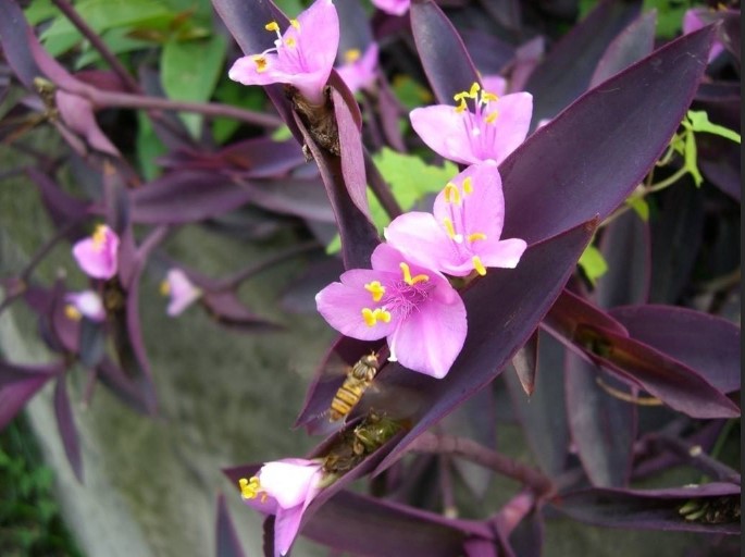 紫鸭跖草——整个植株全年呈紫红色,特征鲜明